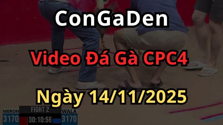 Clip Đá Gà Trực Tiếp CPC4 Hôm Nay 14/11/2025